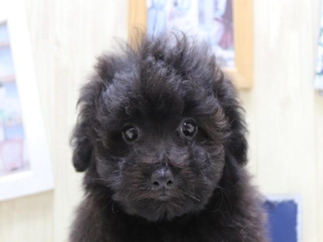 鳥取県のハーフ犬・ミックス犬 (ペッツワンFC鳥取店/2024年9月14日生まれ/男の子/ブラック)の子犬